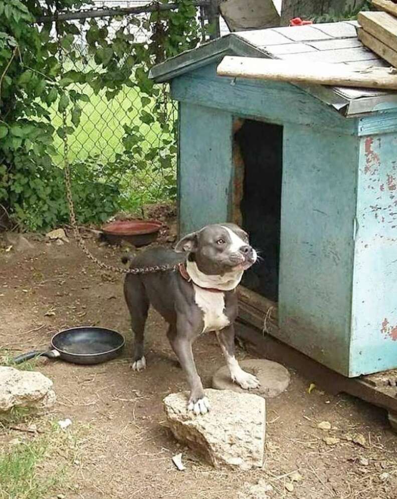 Chained pit bull