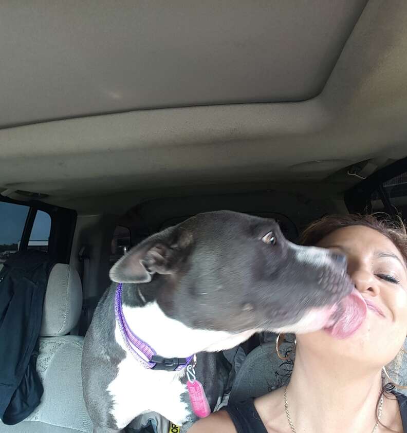 Rescued pit bull