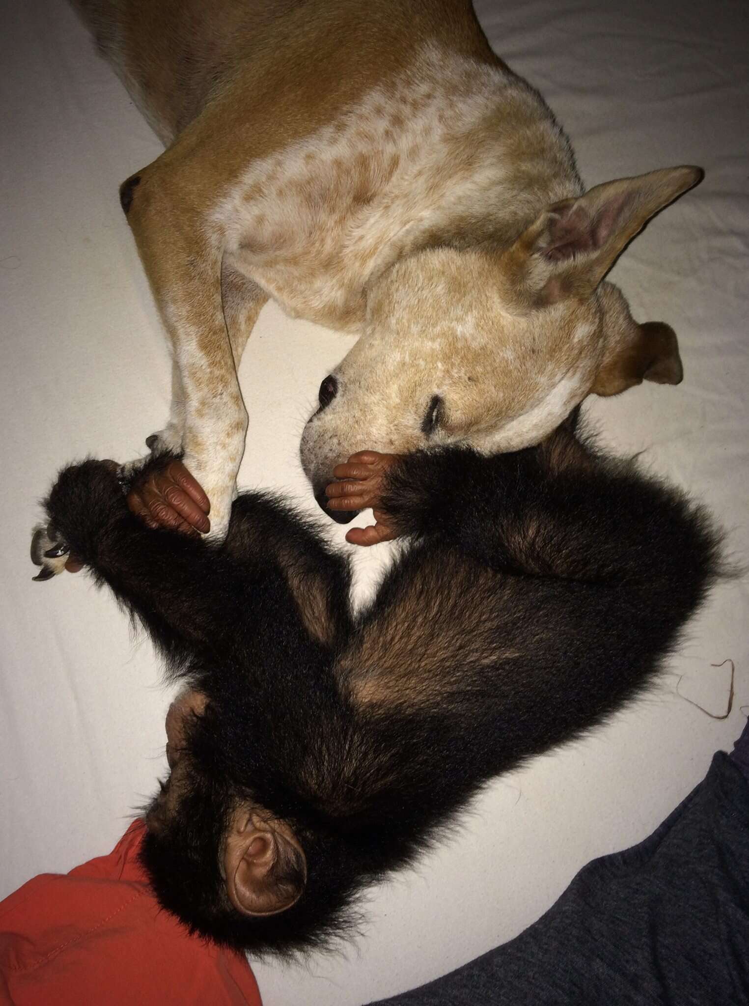 Rescued chimp with dog