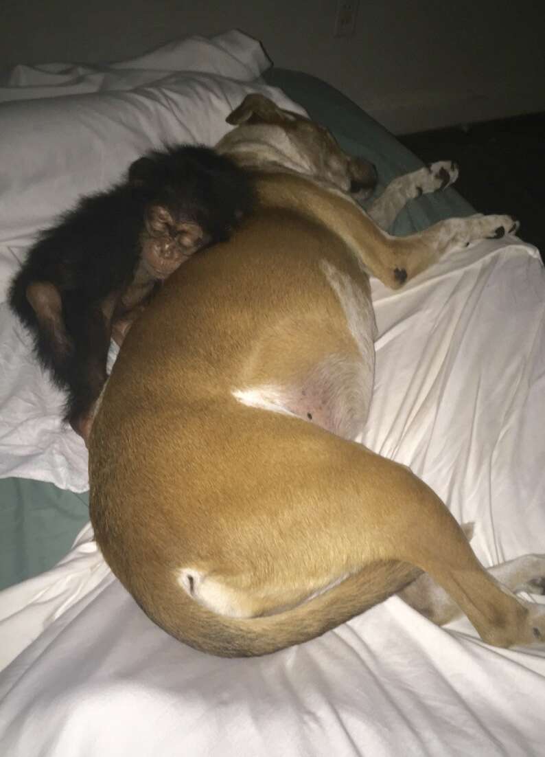 Baby chimp sleeping with dog