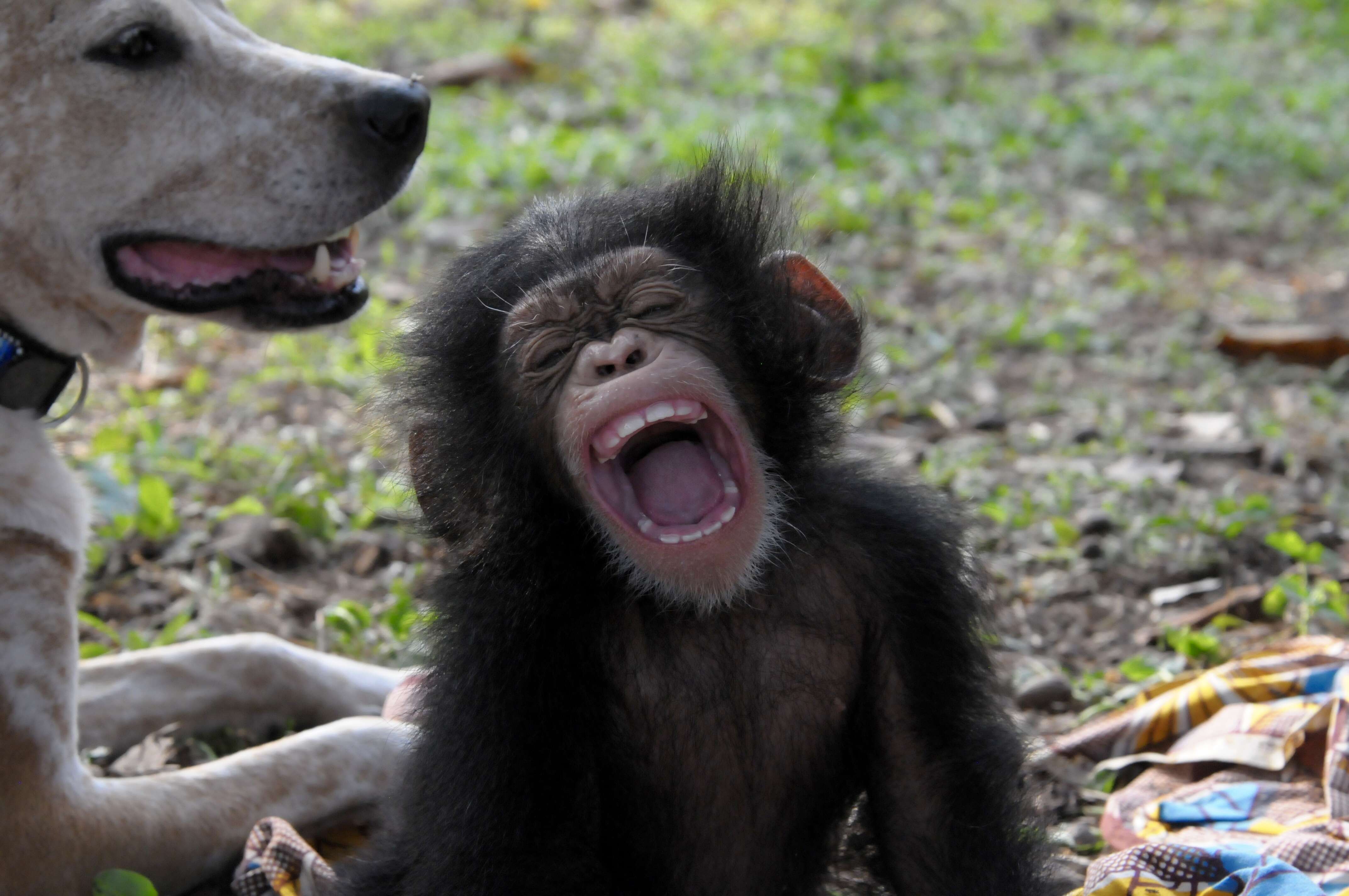 Dog with rescued chimp