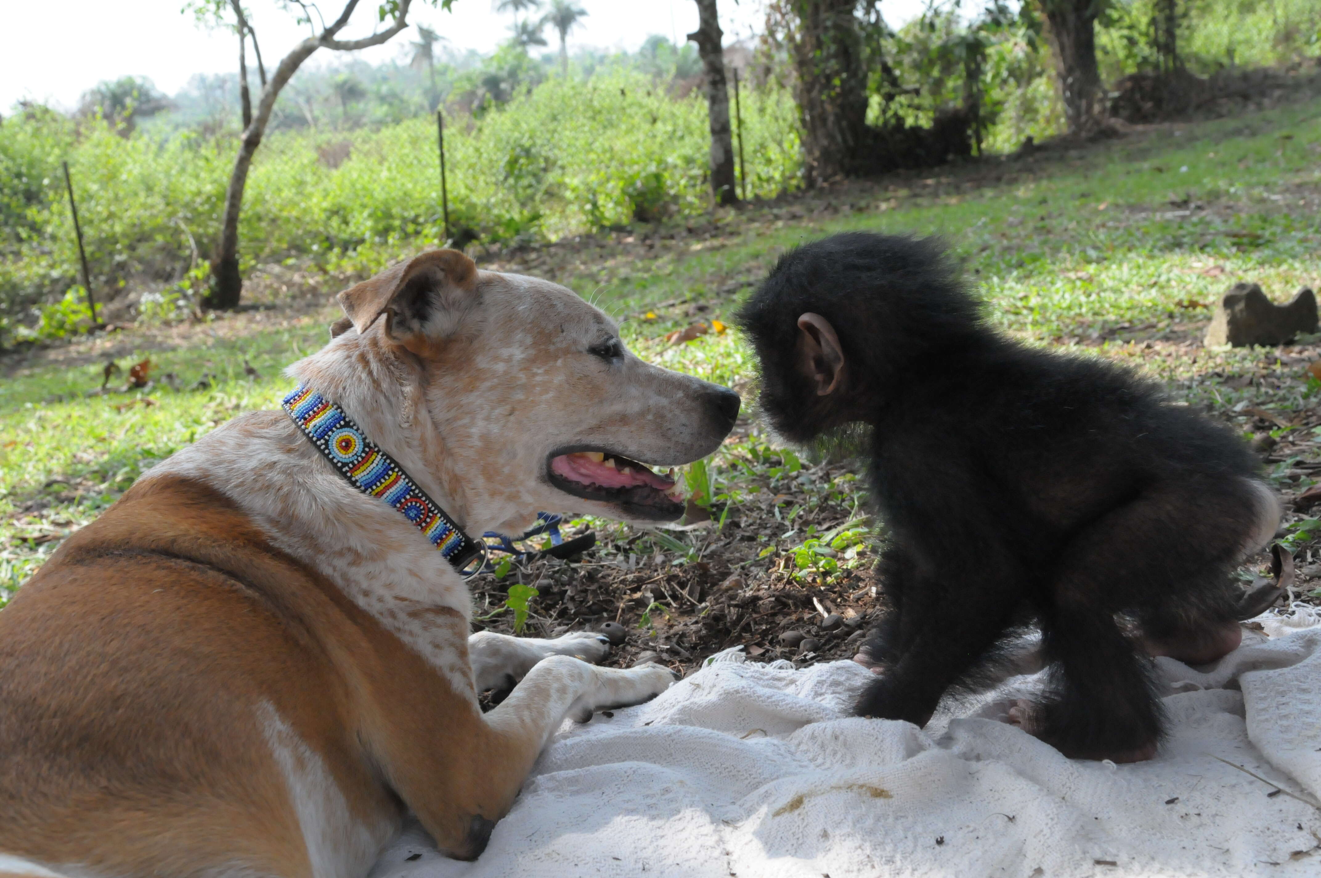 Dog with rescued baby chimp