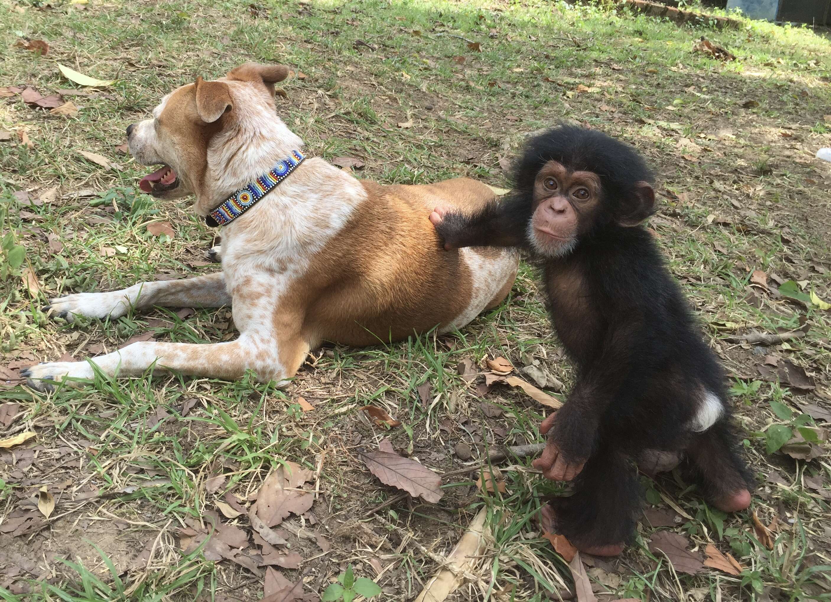 Rescued chimp and rescued dog