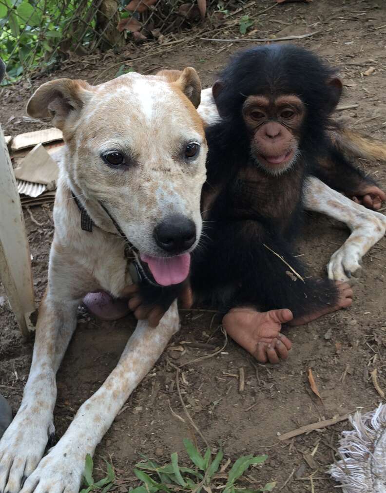Chimp and dog