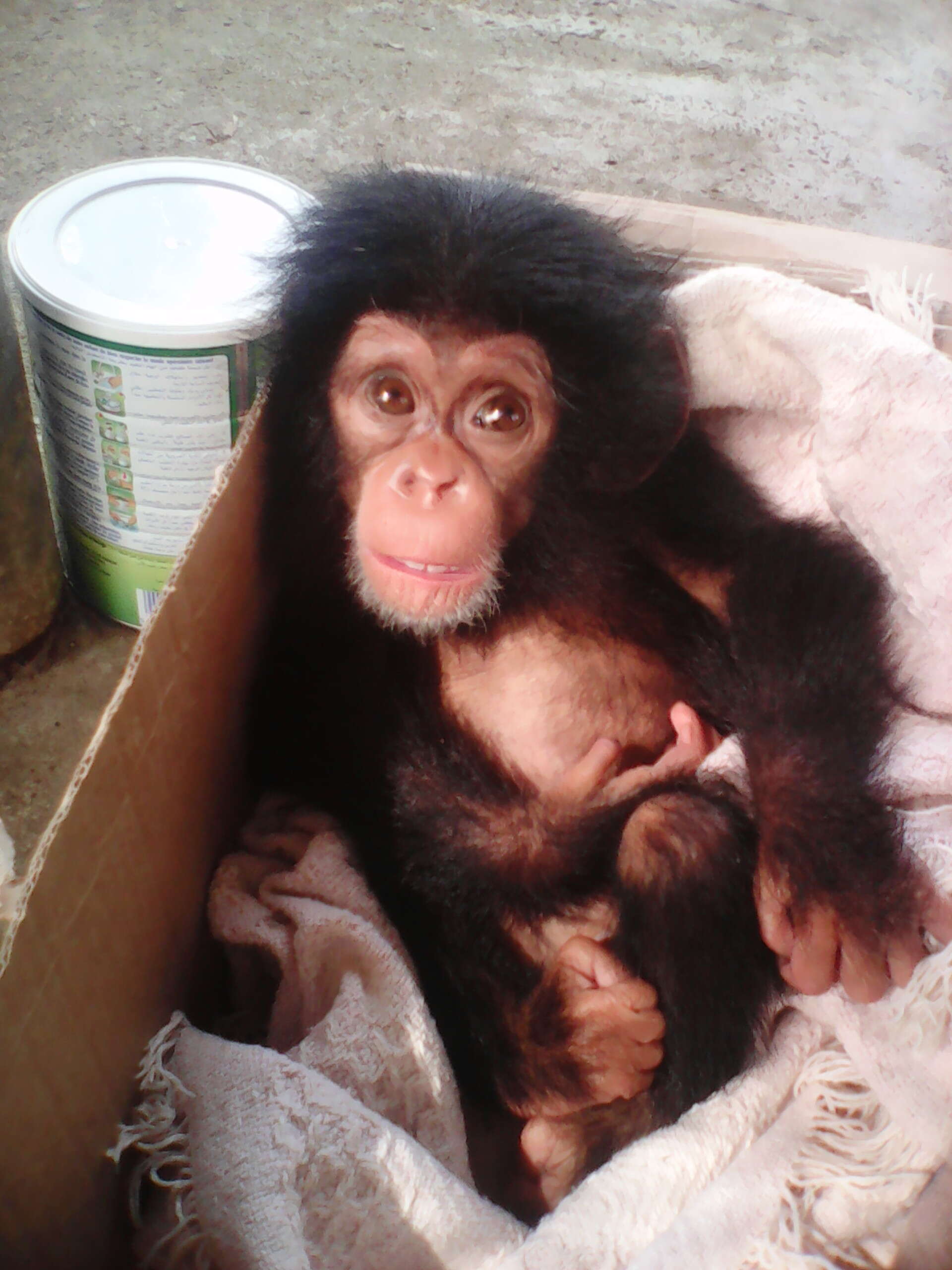 Rescued orphaned chimp