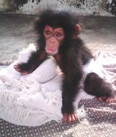 Chimp rescued from wildlife trade