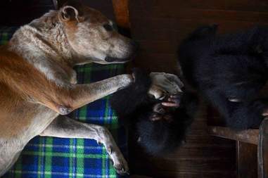 Dog sleeping with baby chimp