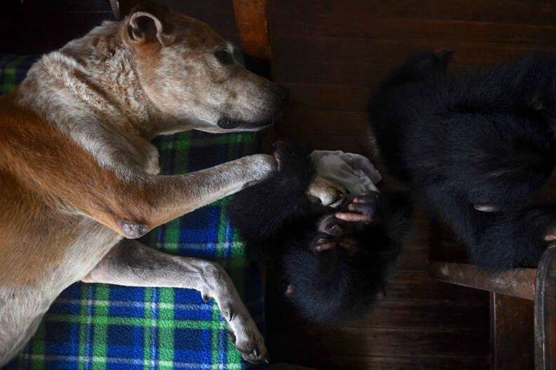 Dog sleeping with baby chimp