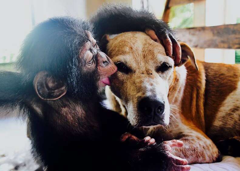 Rescued chimp with dog