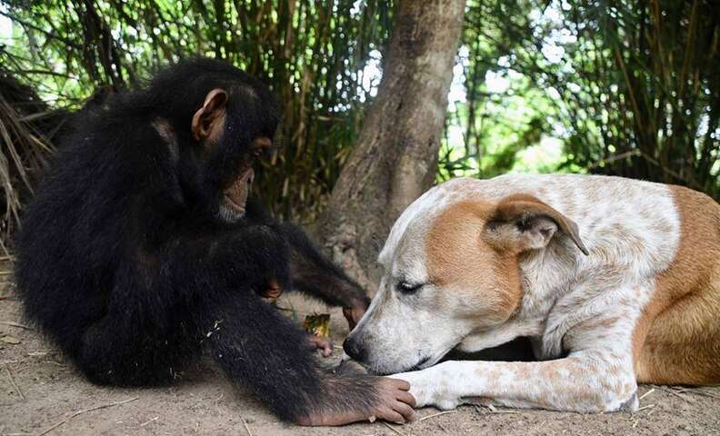 Rescued chimp with dog