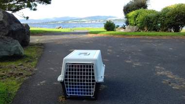 fox rescue