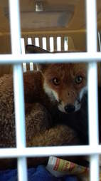 fox rescue