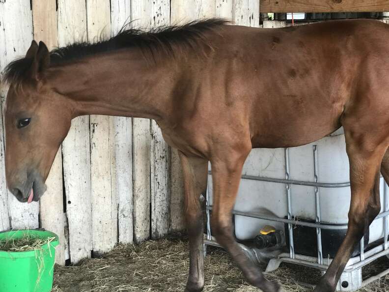 abandoned horse saved from shack