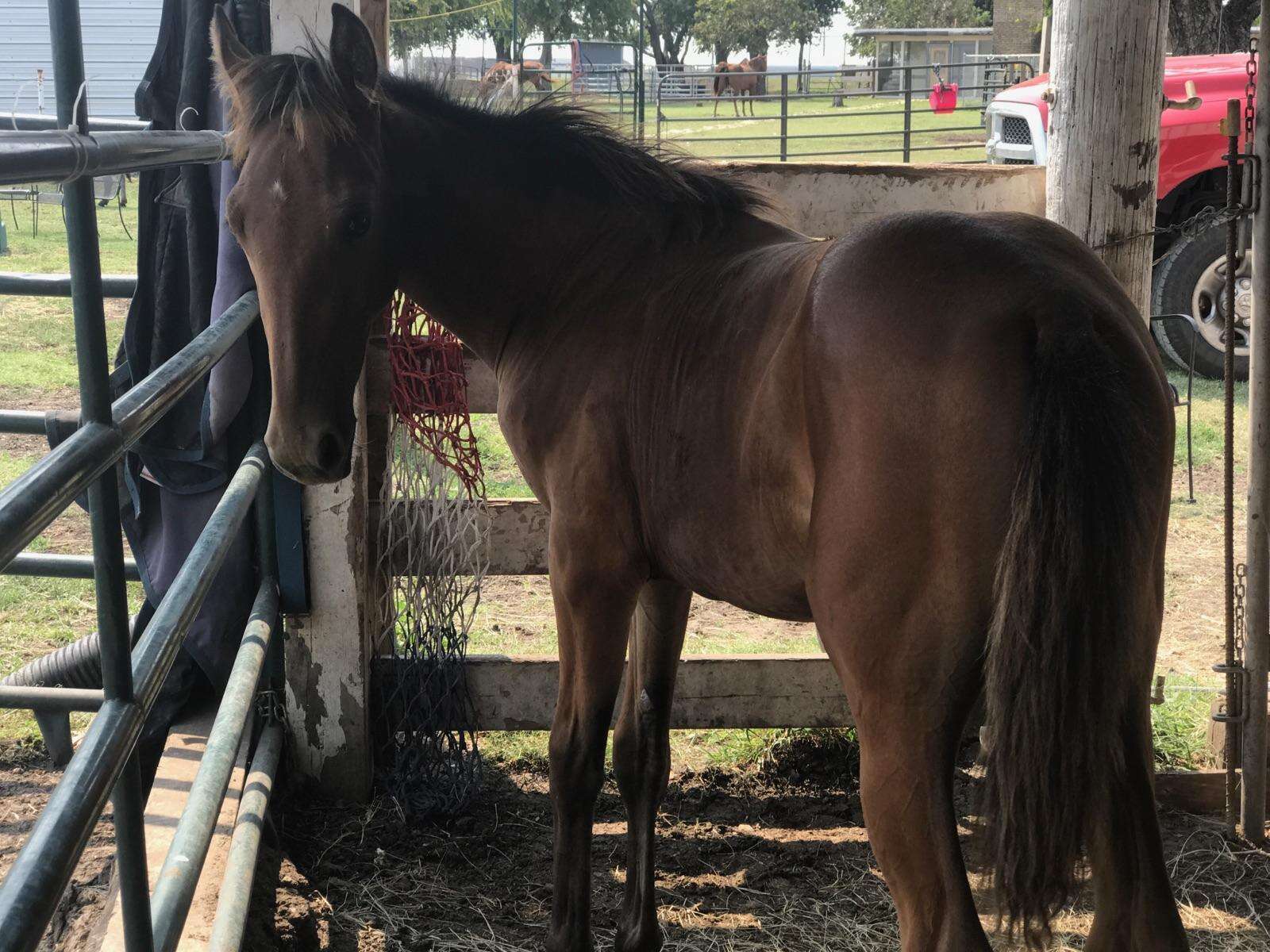 Horse rescued from shack