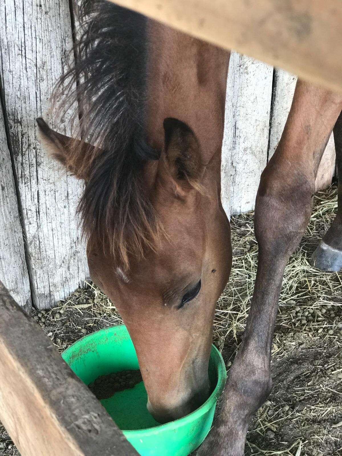 Horse drinking water after being saved from abandonment