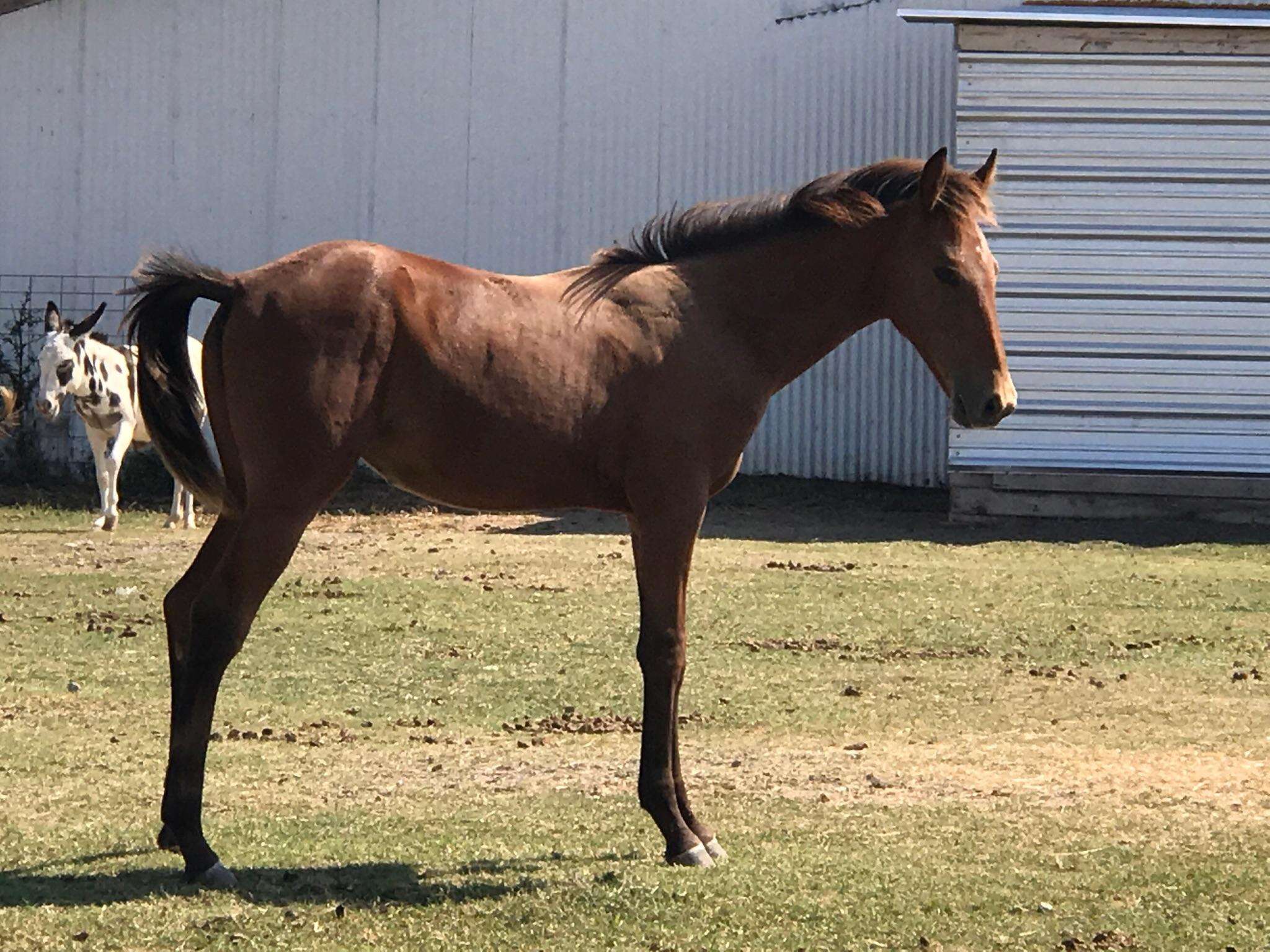 Horse saved from shack