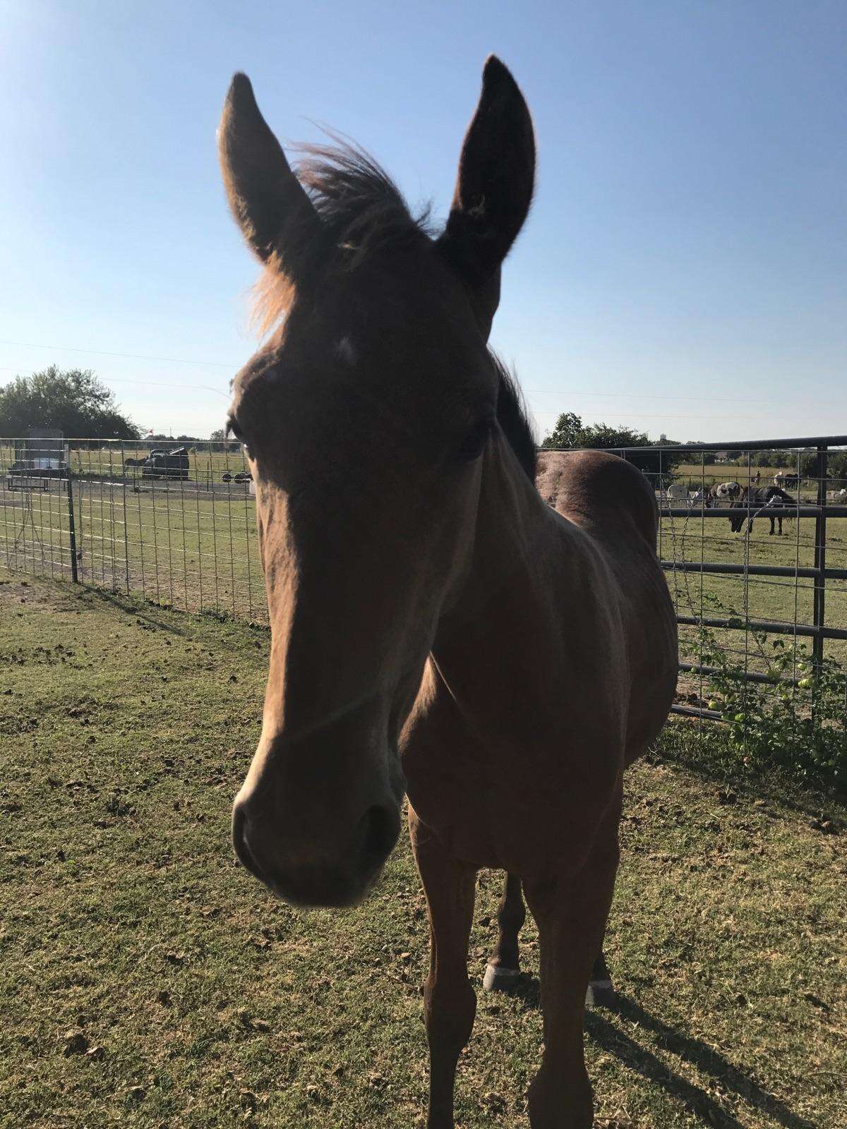 Horse saved from shack