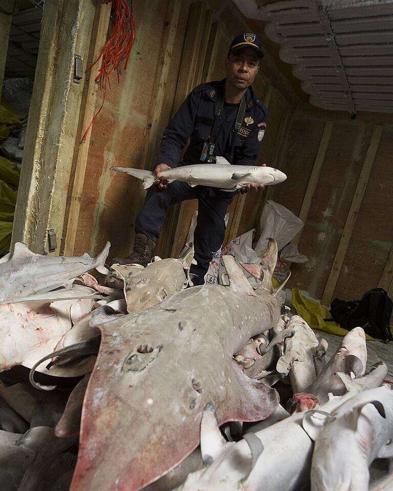 Policeman with dead sharks and rays