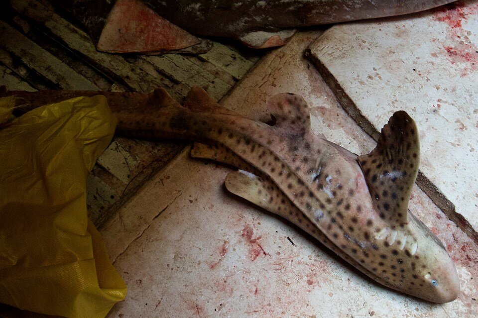 Police Find Hundreds Of Endangered Sharks In Fishing Boat Raid - The Dodo