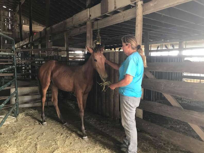 Horse learning to trust rescuer