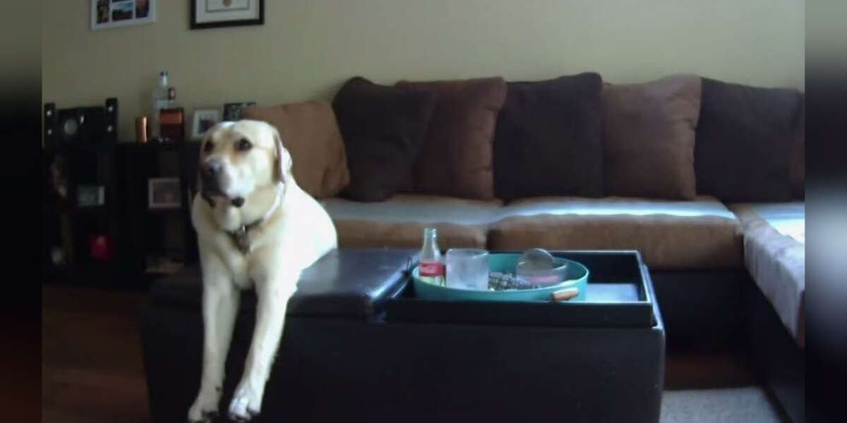 Why Do Some Dogs Watch Tv And Some Don T