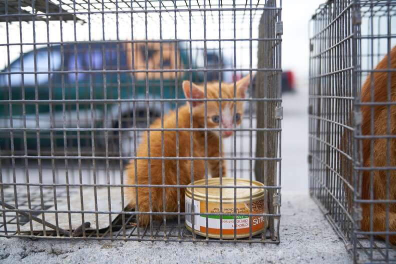 Rescued kitten in metal cage