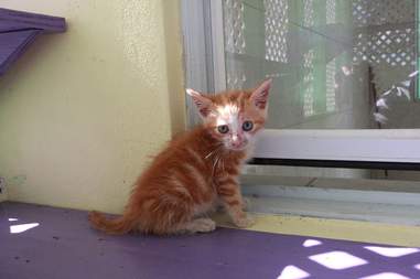 Rescued kitten at shelter