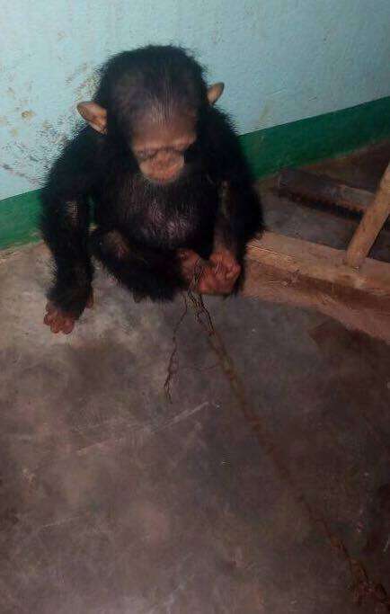 Chimp chained by traffickers