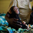 Scared Little Chimp Relaxes As Soon As Rescuer Puts His Arm Around Him