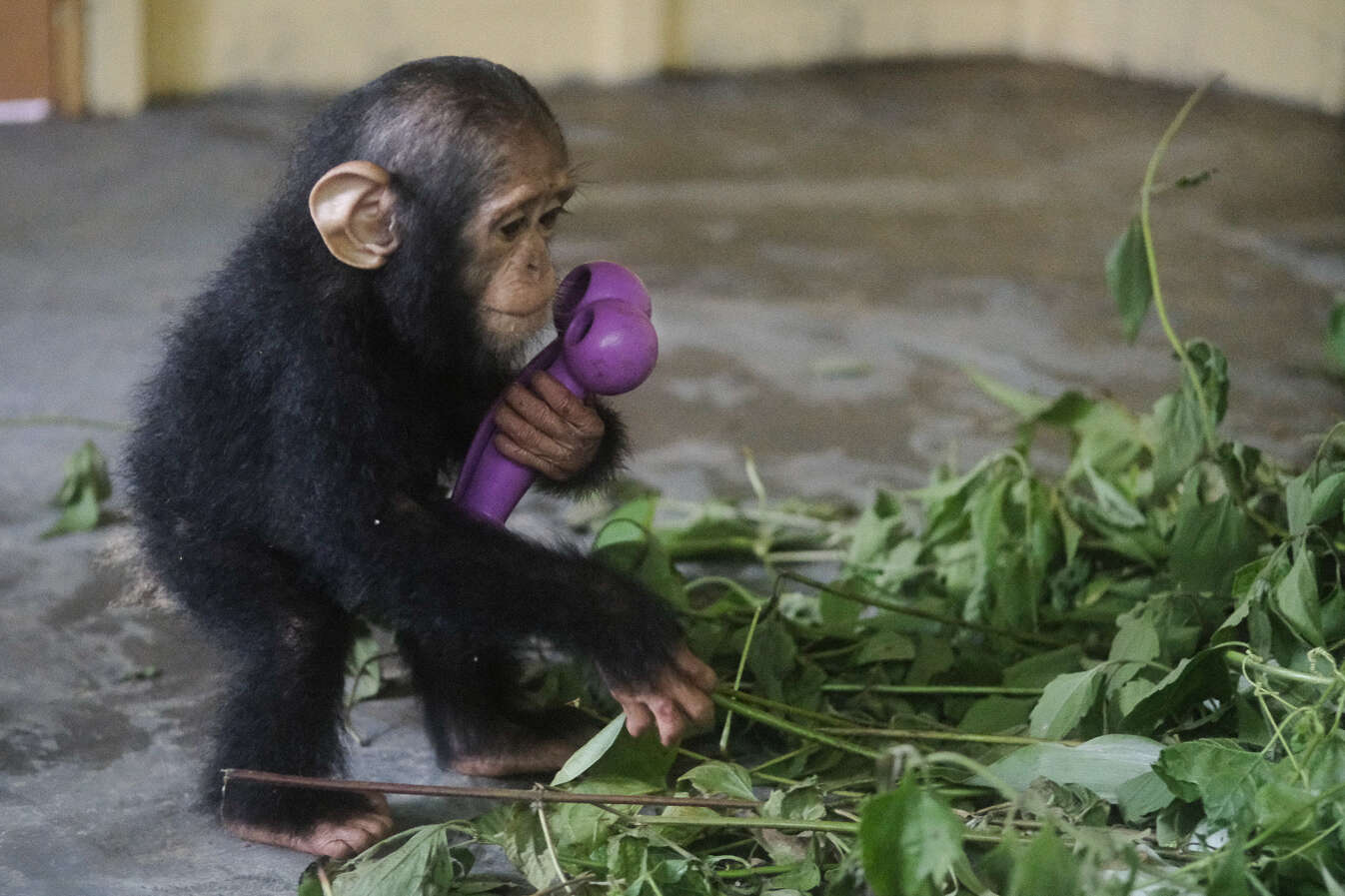 Rescued chimp playing with leaves