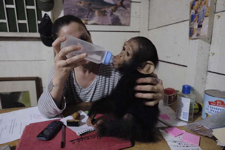 Rescued chimp getting bottle