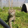 Baby Bobcat Worked Hard To Get Stronger So She Could Go Home 