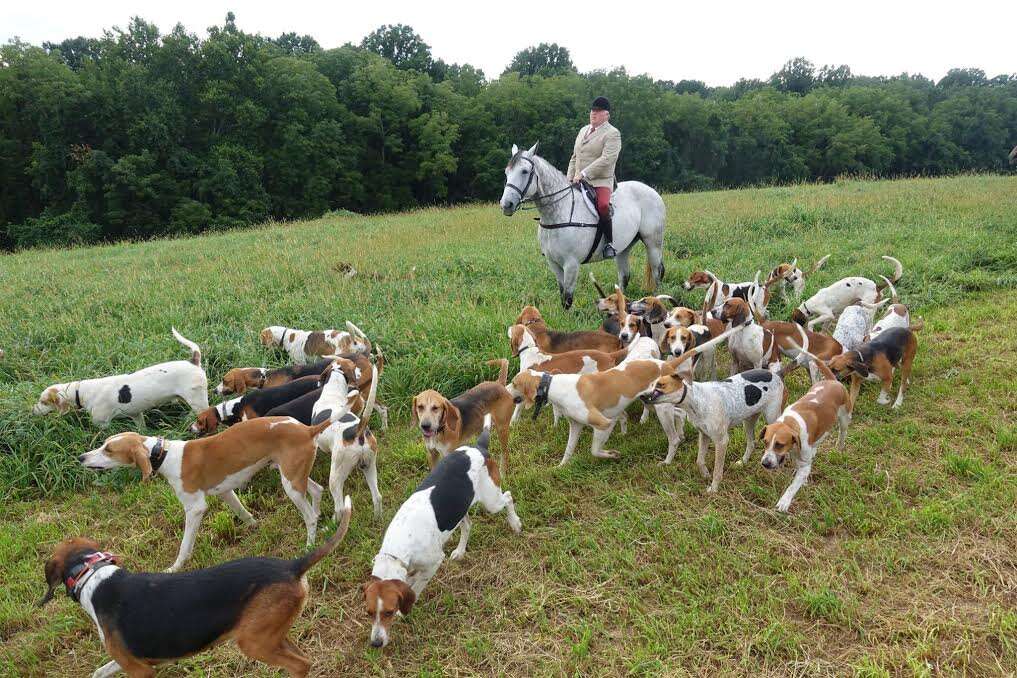Hounds during fox hunt