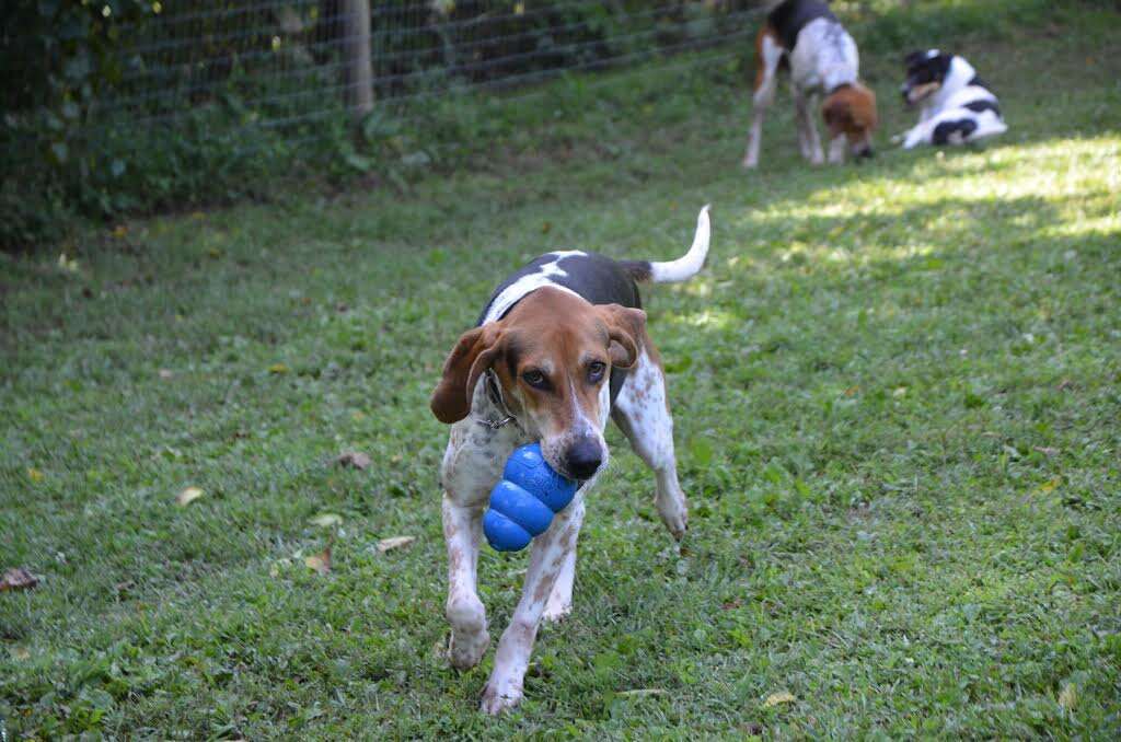 Rescued hounds playing in yard