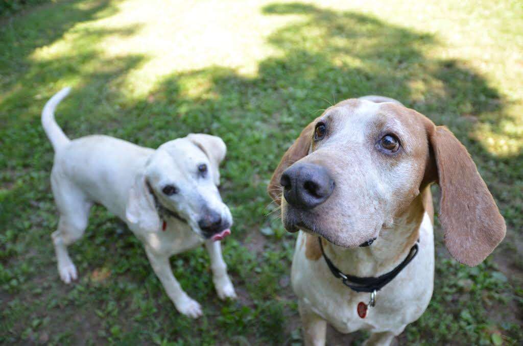 Rescued hound dogs