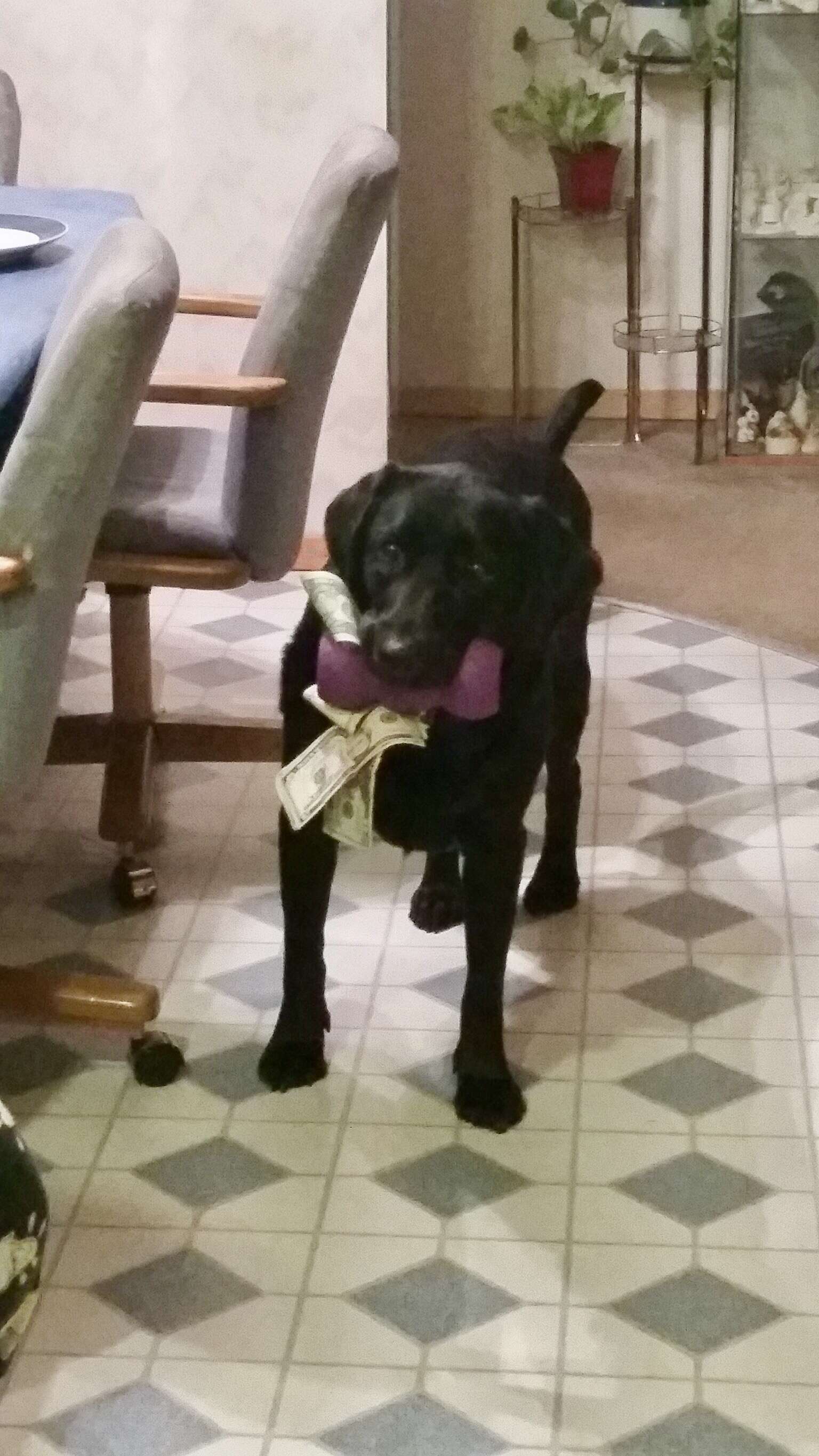 dog loves money