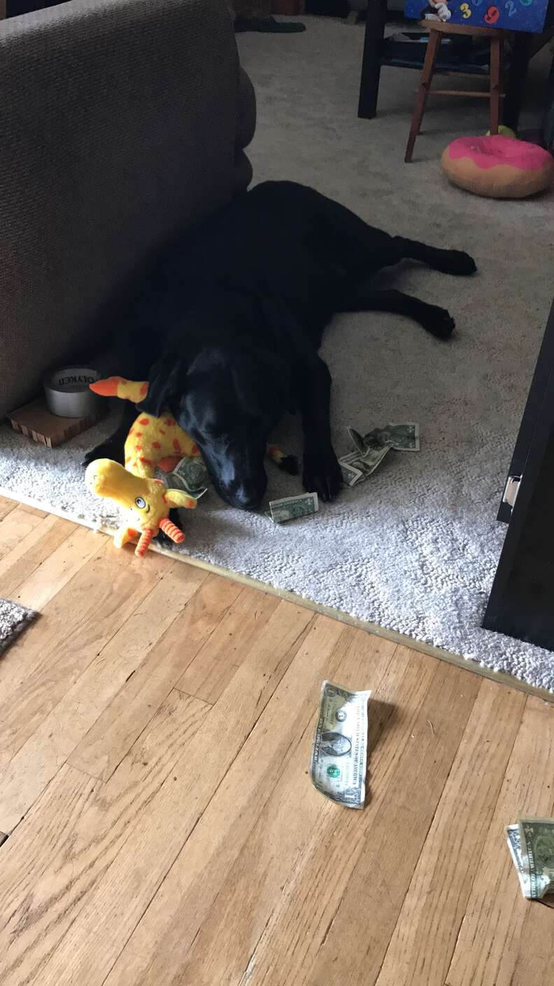 dog loves money