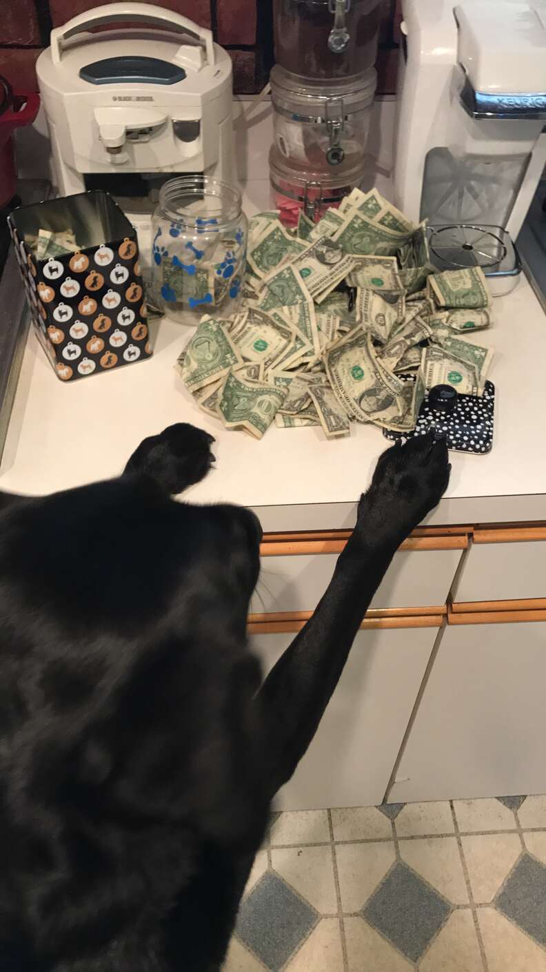 dog loves money