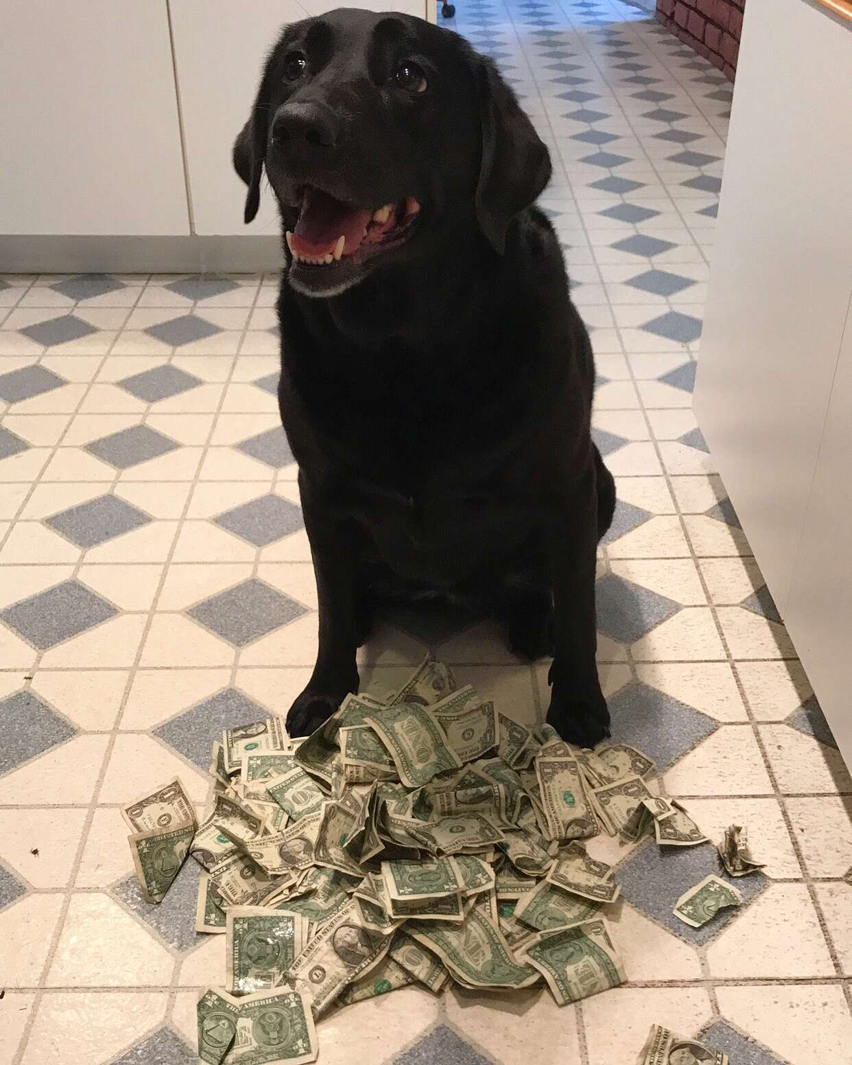 dog loves money