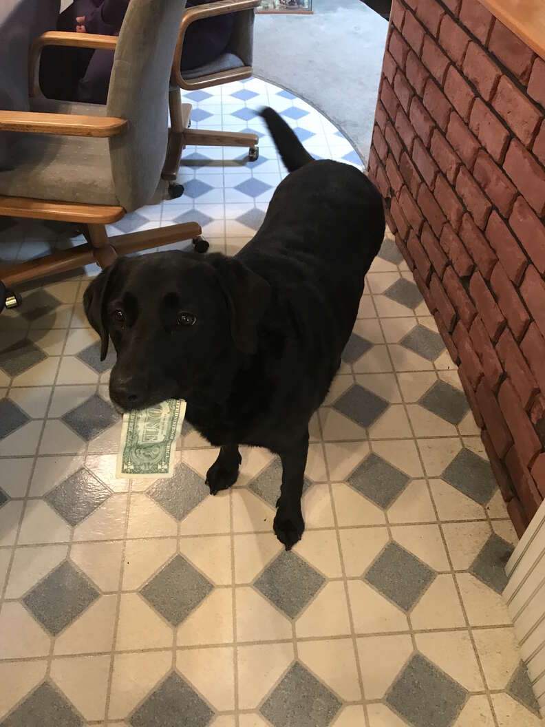 dog loves money