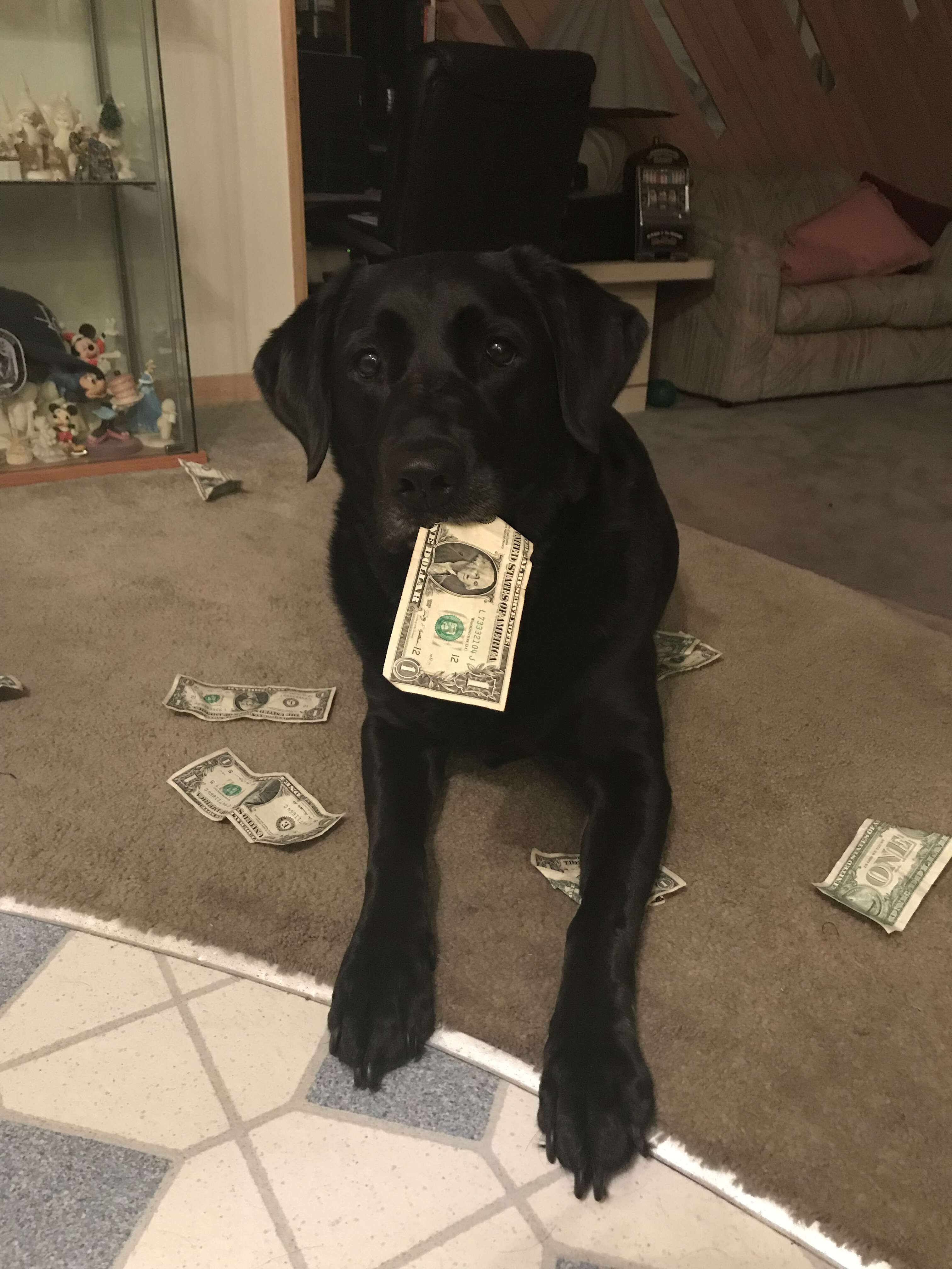 dog loves money