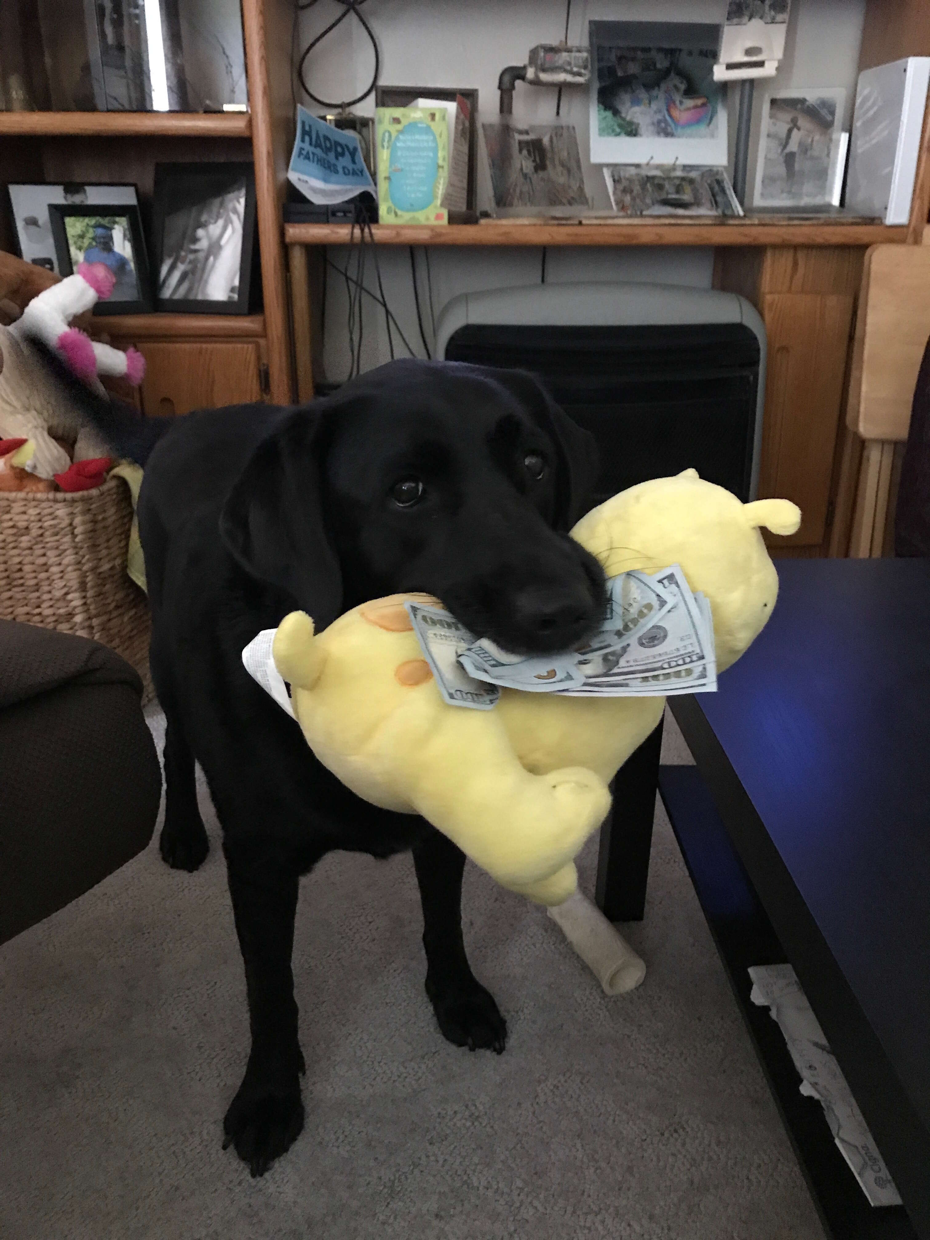 dog loves money