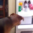 Dog Gets Beer From The Fridge
