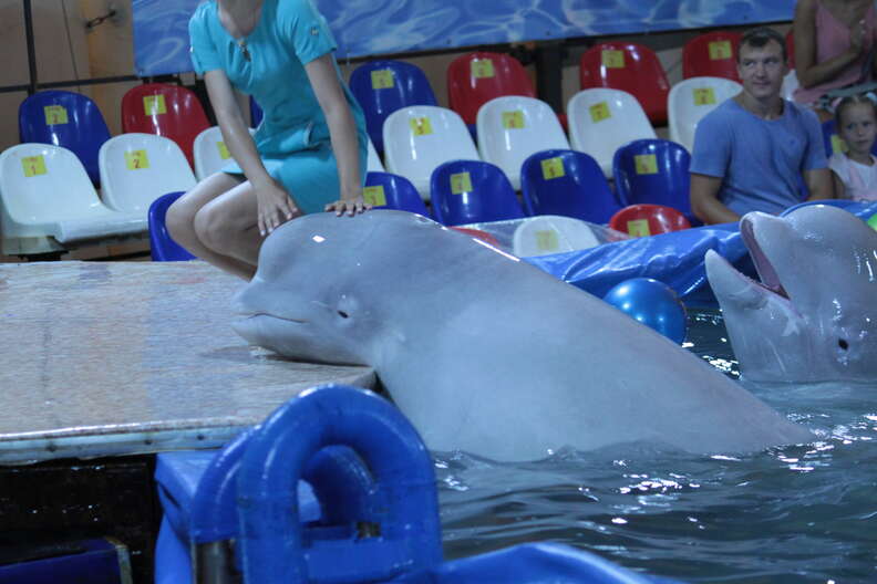 Captive belugas inside tiny pool