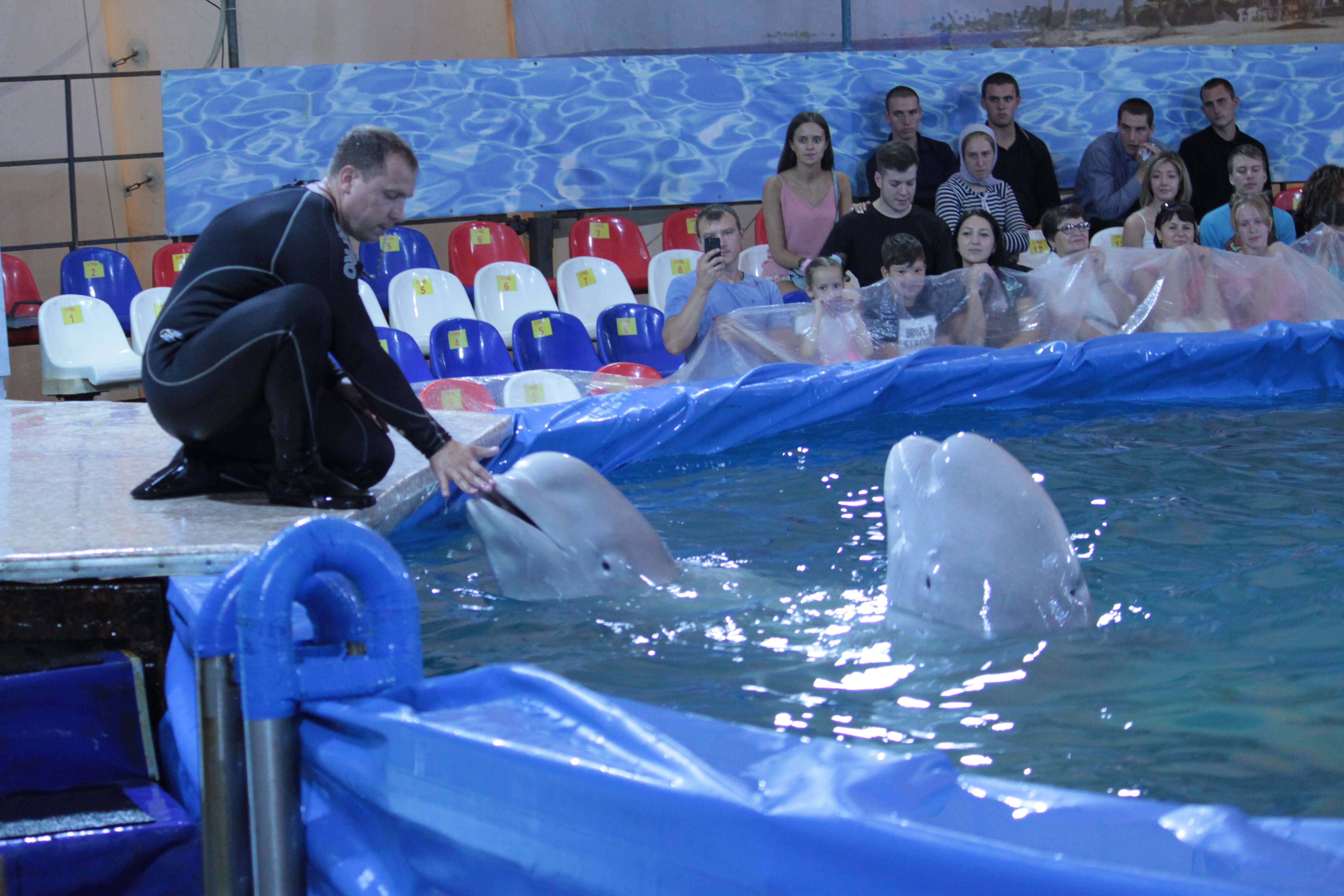 Trainer in water with captive belugas