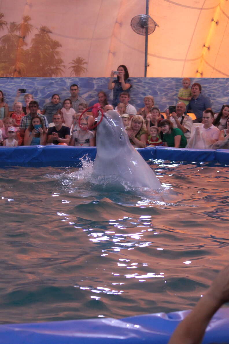 Captive beluga in pool