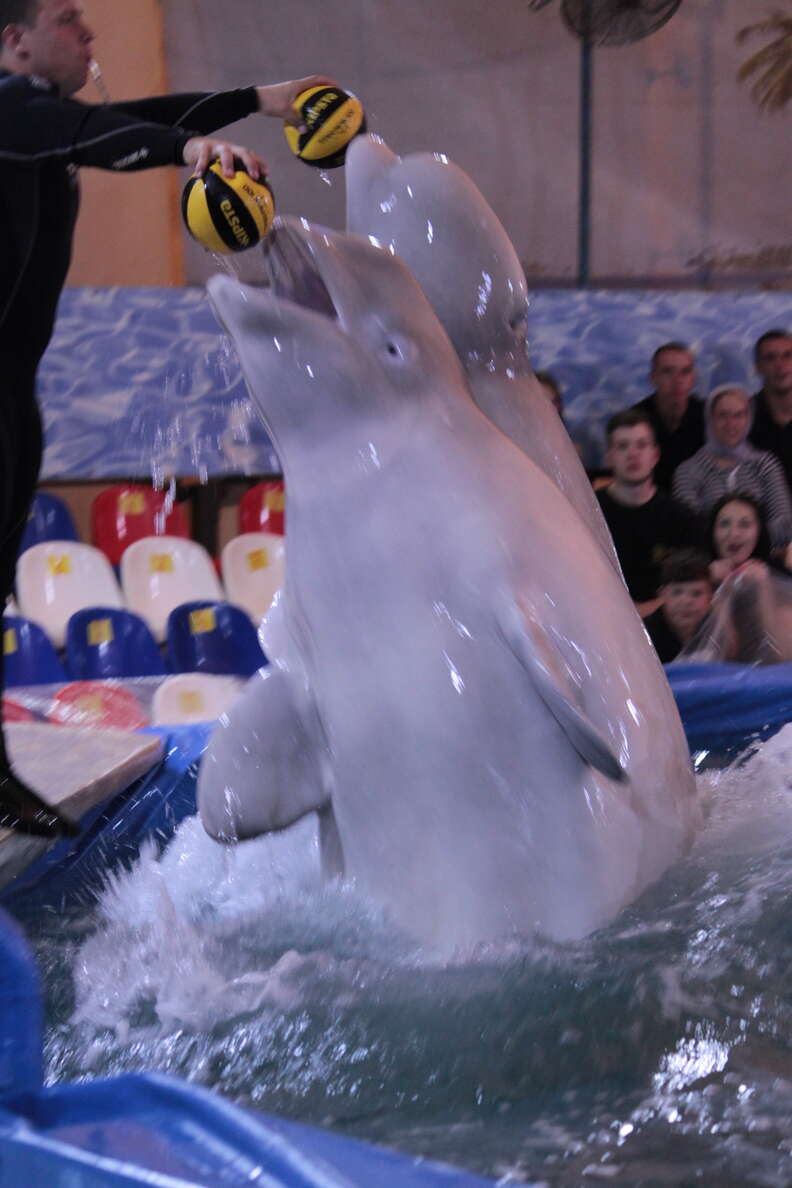 Captive belugas performing in a show