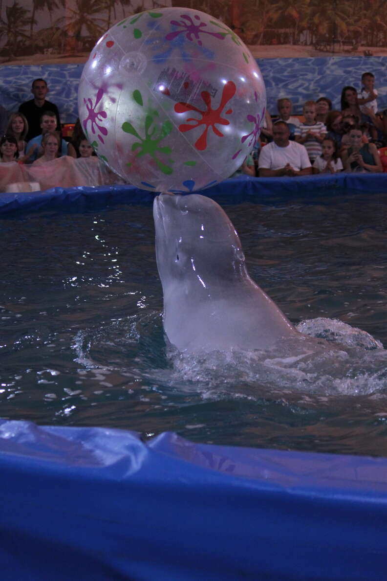 Captive beluga bouncing ball