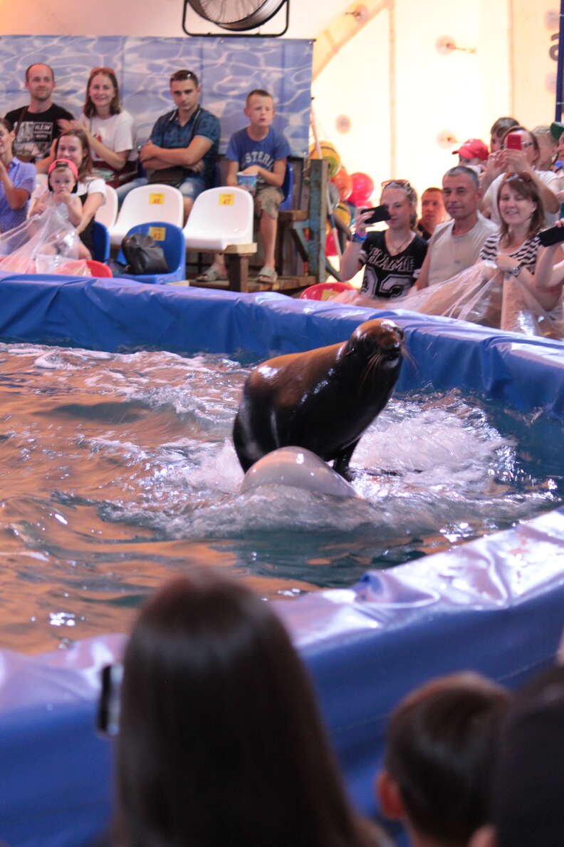 Seal riding on the back of beluga whale