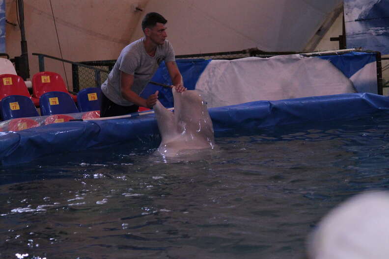 Captive belugas inside pool